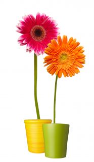 collection of  daisy flower on white background. each one is shot separately